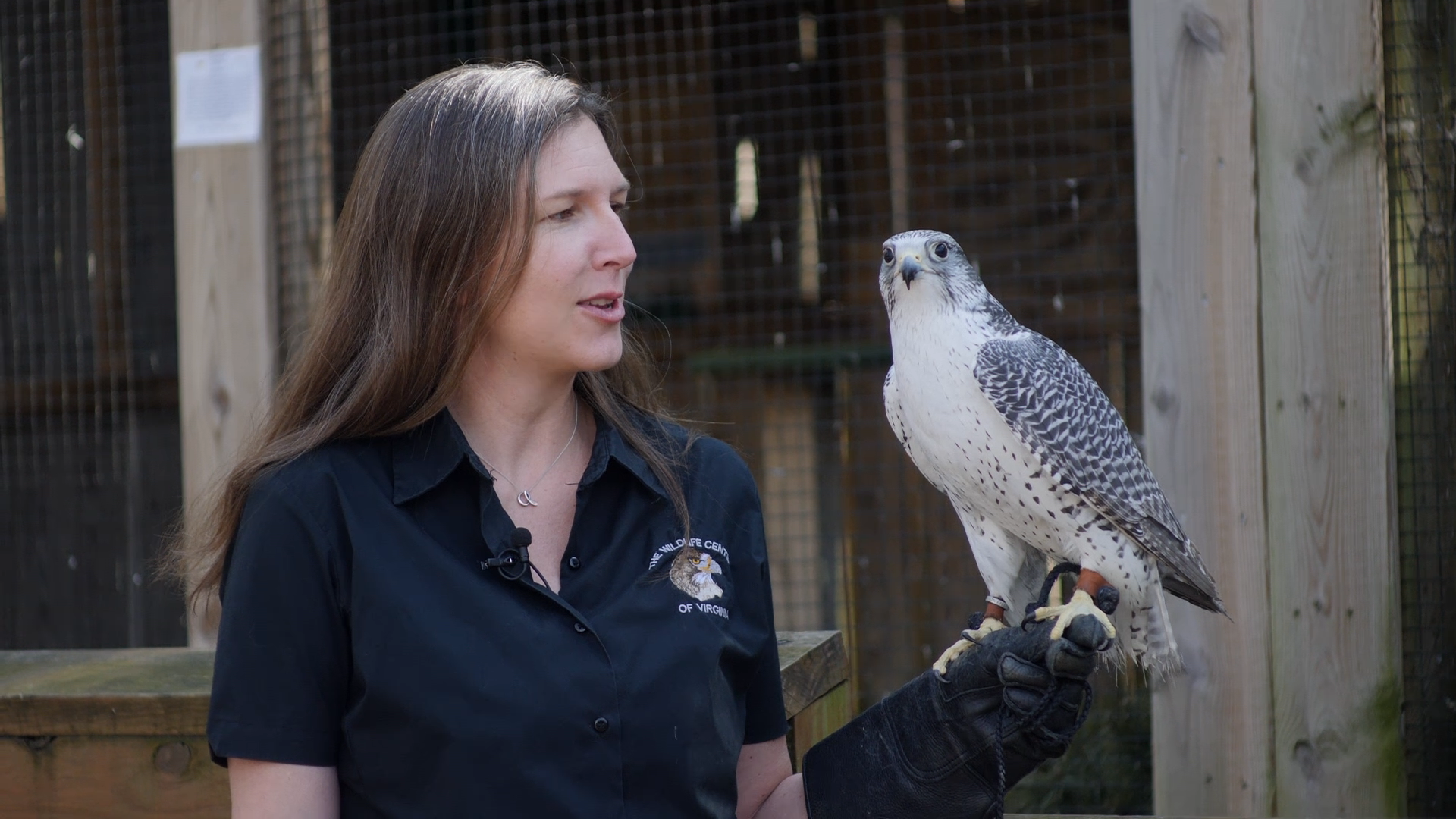 Learn about wildlife from black bears and eagles to turtles, opossums and vultures